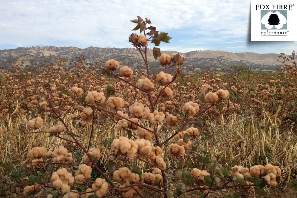 Farbige Baumwollbett Kissenbezüge - Natural Heirloom Cotton, American Made