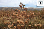 Farbige Baumwollbett Kissenbezüge - Natural Heirloom Cotton, American Made