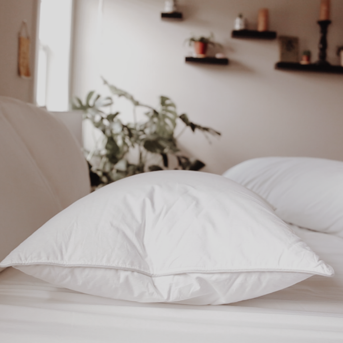 Down Dreams Classic Firm Pillow, früher auch Classic