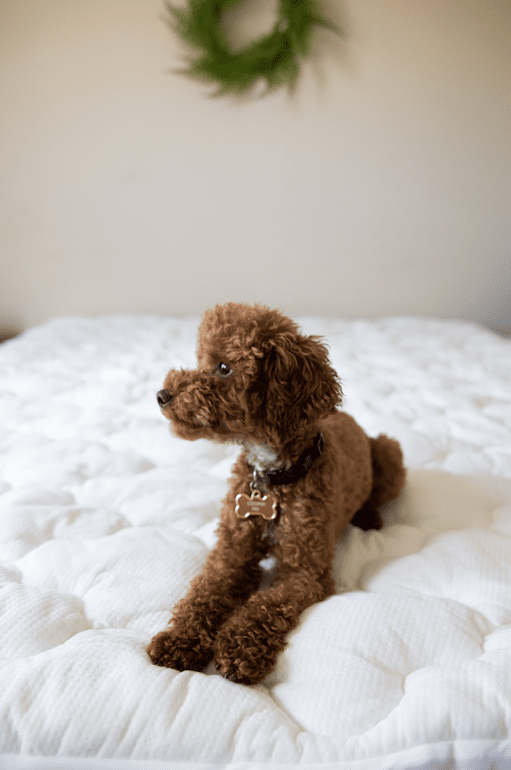Pillowtex Bambus Matratzen Topper