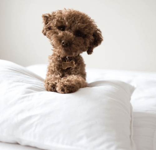 Radisson® Hotel Group Pillow | Firma